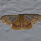 Moth