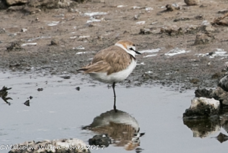 Kentish Plover; Chorlitejo Patinegro