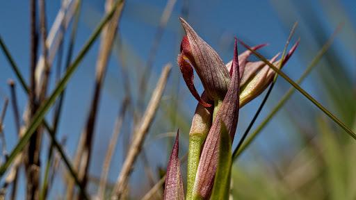 Serapias parviflora