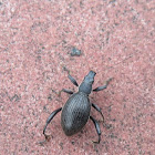 Broad-nosed Weevil