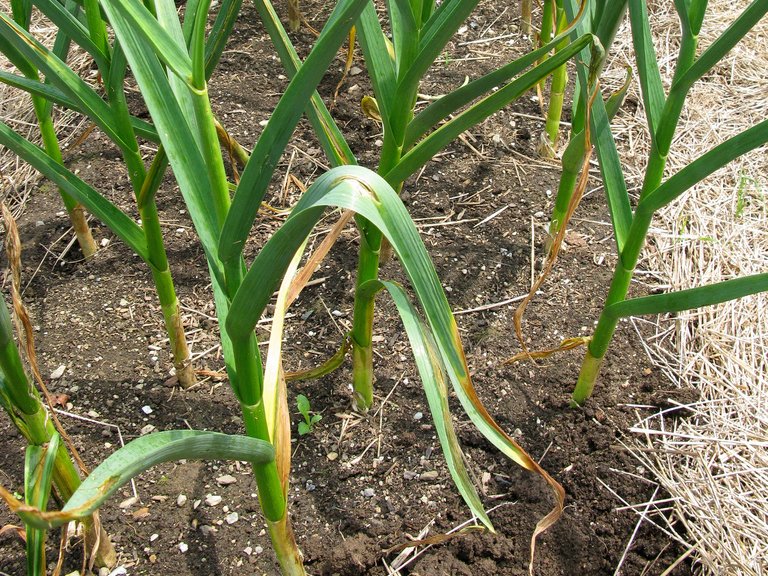 photo of yellowing garlic plant stalks
