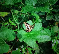 A Butterfly photo 1