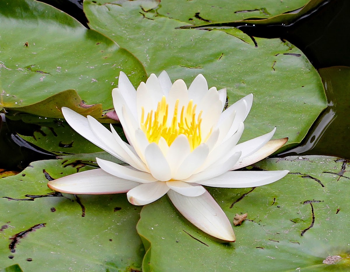 Sweet Water-lily