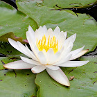 Sweet Water-lily