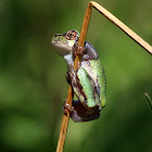 Gray Treefrogs (Green and Brown)