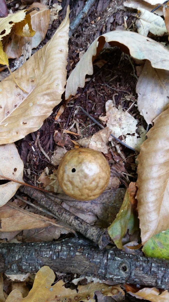 Oak wasp gall