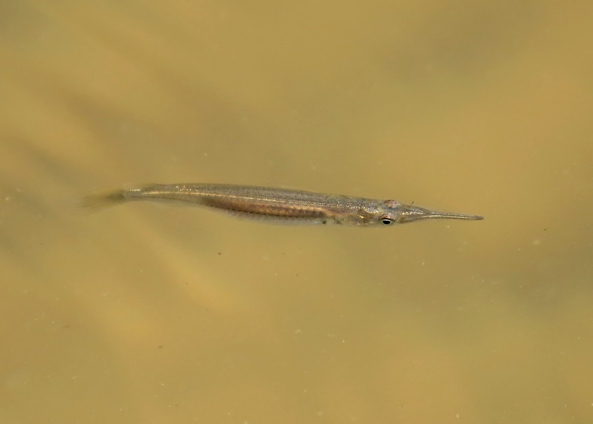 Pygmy Halfbeak