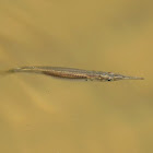 Pygmy Halfbeak