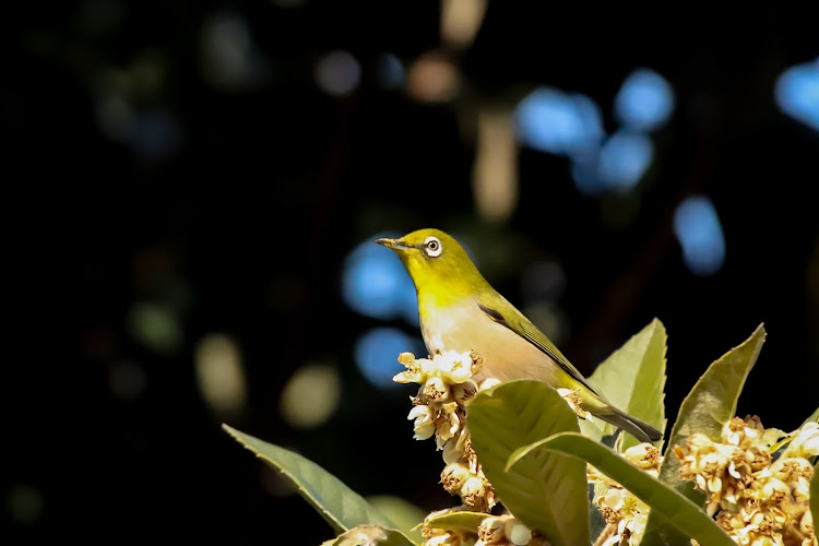 ISのバックシャンな愛車・2月もよろしくお願いします・DIY・カーボンに関するカスタム事例の投稿画像6枚目