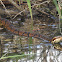 Eastern Cottonmouth (aka Water Moccasin)