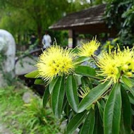 鄧伯花廊咖啡