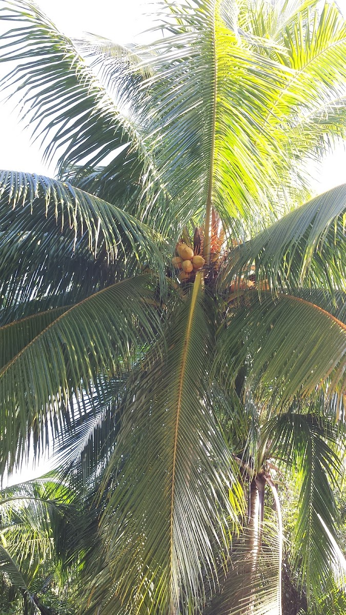 Coconut Palm Tree