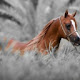 Horses Wallpapers and New Tab