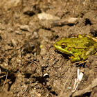 Green frog