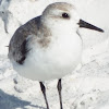 Sanderling