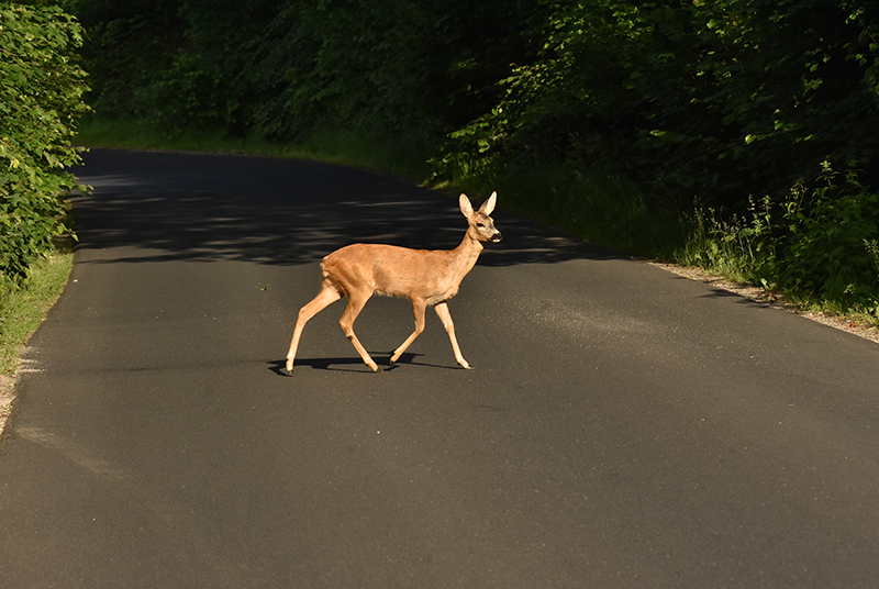 European roe deer