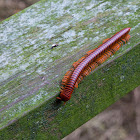 Millipede