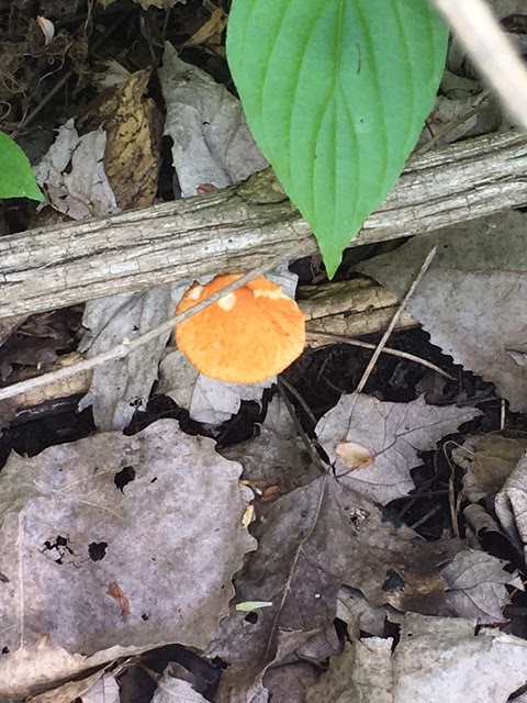 Shelf Fungi