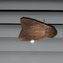 Cambrid Snout Moth