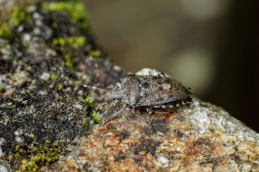 Rhaphigaster nebulosa