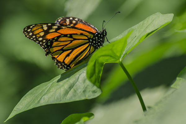 Orange Butterfly di Enrico Fermi Chicco