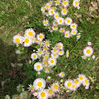 Common Fleabane