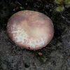 Russula