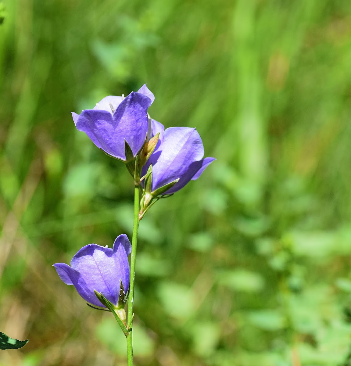 Willow Bellflower