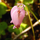 Pacific Bleeding Heart