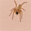 Sac Spider