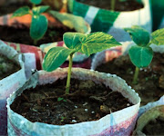 Plants can be grown in a bag system.