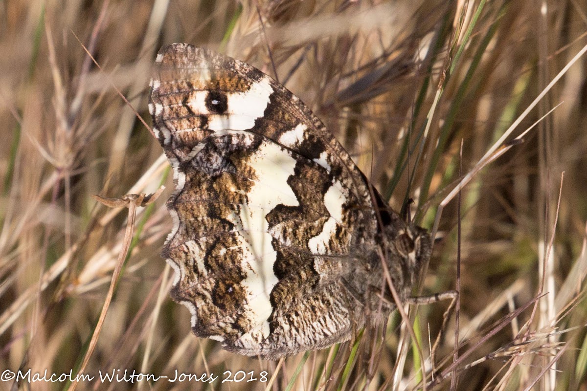 Great Banded Grayling