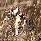 Great Banded Grayling