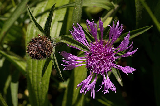 Cambre - 01/06/2016 - Sony NEX-3N - Nikon Micro-NIKKOR Auto 55mm f3.5 Centaurea nigra