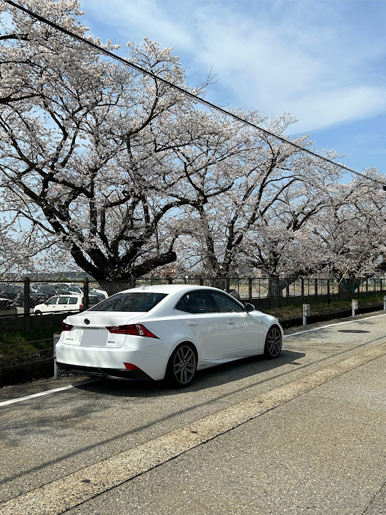 ISの桜とコラボ・サクラと愛車・桜に関するカスタム事例の投稿画像3枚目