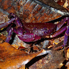 Land Terrestrial Crab