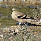 American Goldfinch