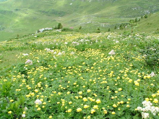 prato fiorito di giamima