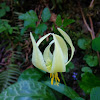 fawn lily