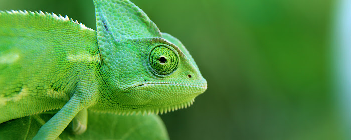 Chameleon HD Wallpapers New Tab Theme marquee promo image