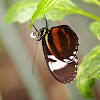 Cydno Longwing