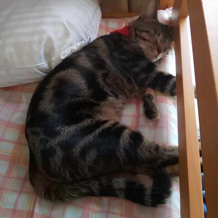 ジャガーの愛猫紹介に関するカスタム事例の投稿画像1枚目