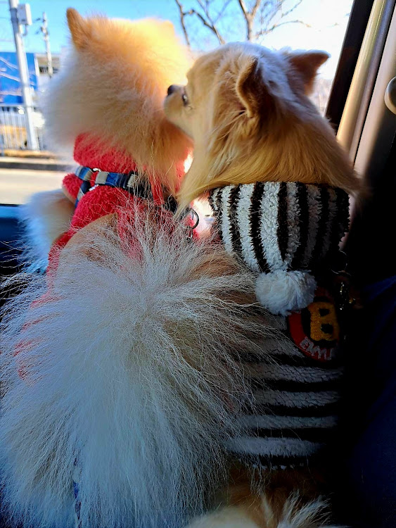 スペーシアカスタムのいつも読んで下さりありがとう！皆さんに感謝🙇‍♂️・初詣⛩行って来ました・🐶おん•りん🐶も一緒に～(^-^*)・来年もよろしくお願いします・プロフ必須に関するカスタム事例の投稿画像2枚目