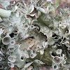 Perforated Parmotrema Lichen