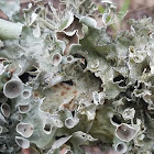 Perforated Parmotrema Lichen