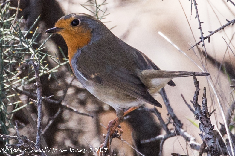 Robin; Petirrojo