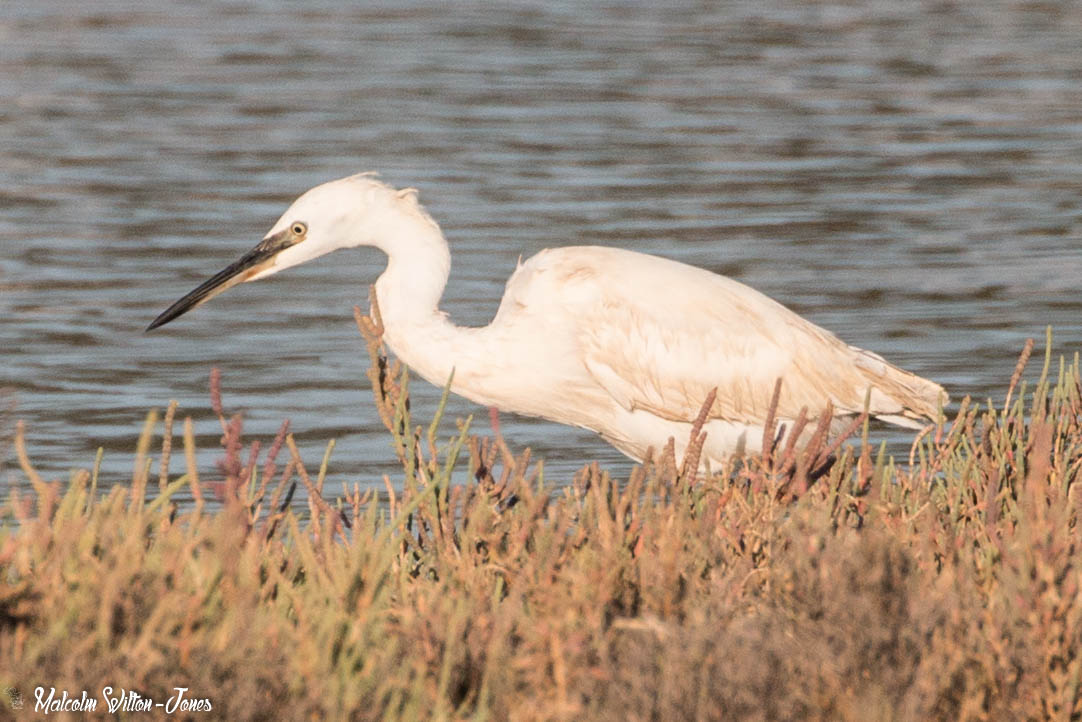 Little Egret; Garceta Común