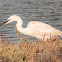 Little Egret; Garceta Común