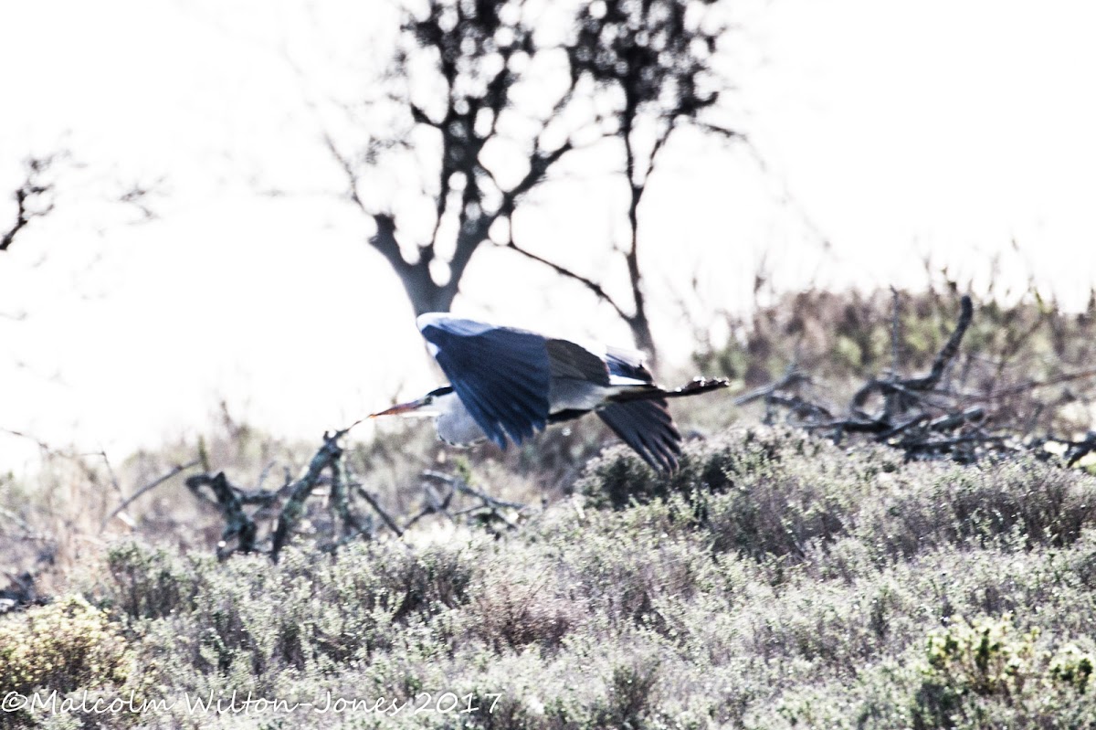 Grey Heron