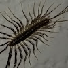 House Centipede